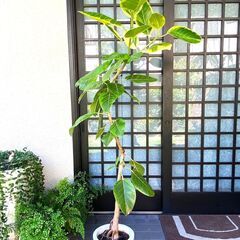 フィカス・アルテシマ　ゴムの木　観葉植物