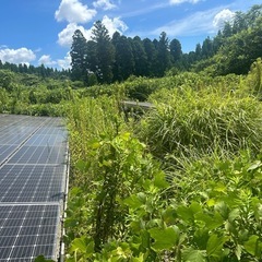 10/3 日給14,000円　除草作業