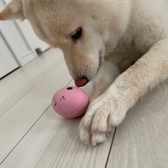 スピッツ×豆柴犬　MIX女の子　10月で1歳 - 犬