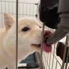 スピッツ×豆柴犬　MIX女の子　10月で1歳 - 日立市