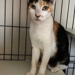 美人さんの三毛猫