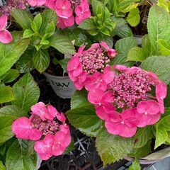 【長期歓迎】【茨城県つくば市】【未経験OK】【扶養内OK】果樹・花木の苗木生産及び管理、出荷作業等　求人募集　10/1～勤務可の画像