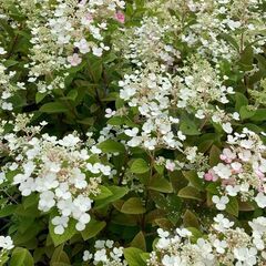 【長期歓迎】【茨城県つくば市】【未経験OK】【扶養内OK】果樹・花木の苗木生産及び管理、出荷作業等　求人募集　10/1～勤務可の画像