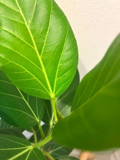 観葉植物　ベンガレシス