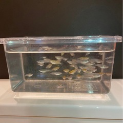 ラメ　メダカ