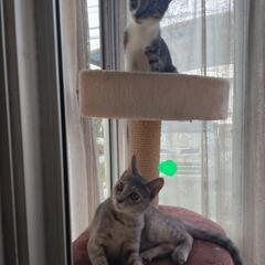 甘えたな兄妹猫です♡