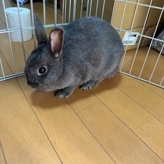 ウサギ里親募集　※只今里親候補さんとお話中※