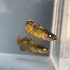 【メダカ屋　恵作めだか】無人販売所　9月21日(土)～ラインナップ