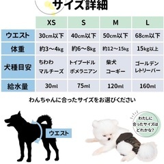 【✨新品】🐶ヒート中の女の子にもマナーパンツの画像