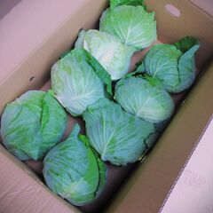 卸売市場　ジャガイモ　玉ねぎ