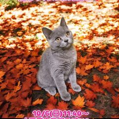 10/6(日)譲渡会。生後4か月ブリティッシュショートヘア♀(⋈...