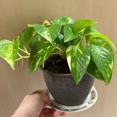 観葉植物　 ゴールデンポトスの画像