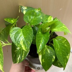 観葉植物　 ゴールデンポトス