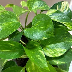 観葉植物　 ゴールデンポトスの画像
