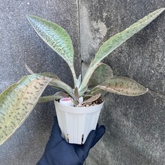 多肉植物　カランコエ　雷鳥　ライチョウ　０円お譲り　※条件有