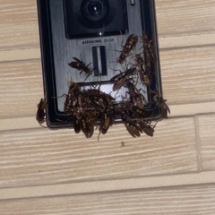 蜂の除去