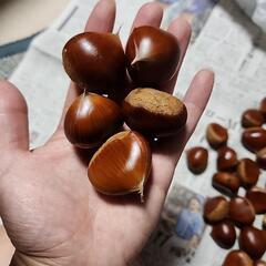 天然　栗の画像