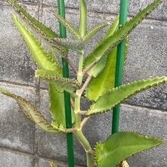 多肉植物　綴弁慶　シコロベンケイ　０円お譲り　※条件有