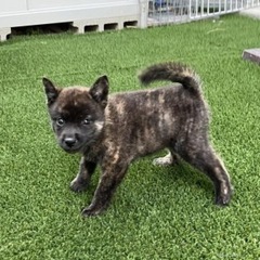 甲斐犬　とても活発な子犬　2ヶ月