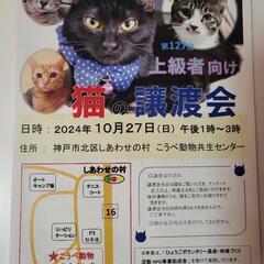 神戸市 しあわせの村にて猫の譲渡会