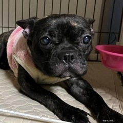 フレブル　穏やかな子