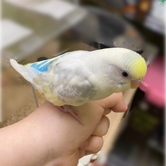 PBFD陽性、セキセイインコ