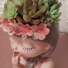可愛い💞多肉植物の画像