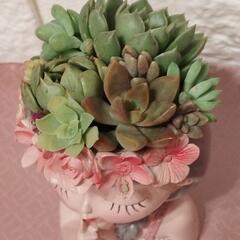 可愛い💞多肉植物の画像