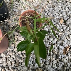 りんご
