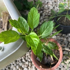 りんごの画像
