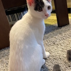里親募集