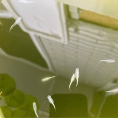 「お値下げしました」　幹之メダカ（強光）今年生まれの若魚10匹の画像