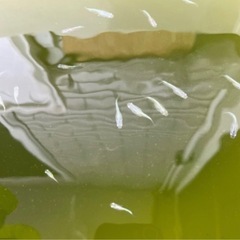 「お値下げしました」　幹之メダカ（強光）今年生まれの若魚10匹