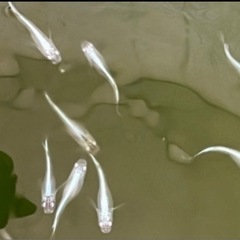 「お値下げしました」　幹之メダカ（強光）今年生まれの若魚10匹の画像