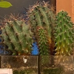 大きくなってしまったサボテン🌵