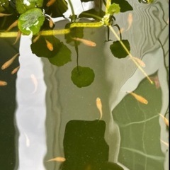 「お値下げしました」　紅帝メダカ今年生まれの若魚10匹の画像