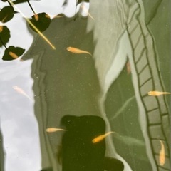 「お値下げしました」　紅帝メダカ今年生まれの若魚10匹の画像