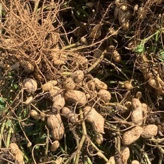 農家　直販　新鮮　生落花生　おおまさりの画像