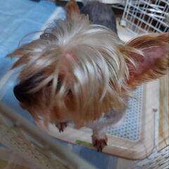※お話中につき応募一時停止。ヨークシャーテリア (約６歳？) - 犬