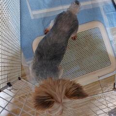 ※お話中につき応募一時停止。ヨークシャーテリア (約６歳？) − 福岡県