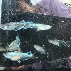 めだか掬い　9月21日22日23日　300円
の画像