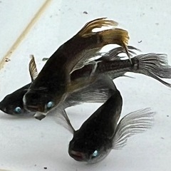 めだか掬い　9月21日22日23日　300円
の画像