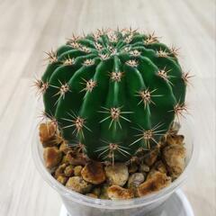 観葉植物　耐寒性サボテン🌵短毛丸