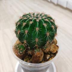 観葉植物　耐寒性サボテン🌵短毛丸