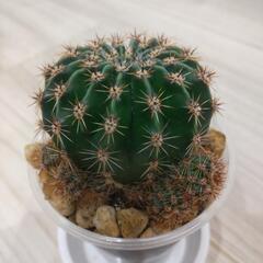 観葉植物　耐寒性サボテン🌵短毛丸
