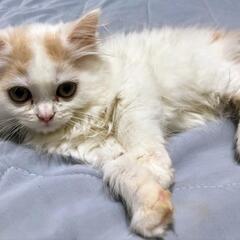 ①人が大好きなマンチカンの子猫ちゃんです