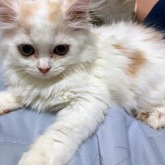 ③ちょっとツンデレな脚長マンチカンの子猫ちゃんです