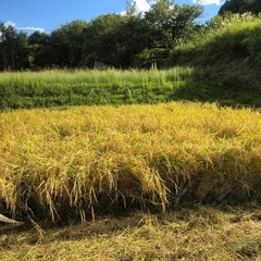【新米】明日土岐イオンnow限定　コシヒカリの画像