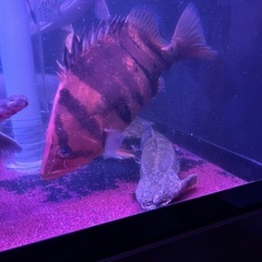 ダトニオプラスワン