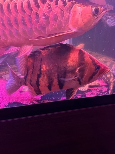 ダトニオプラスワン